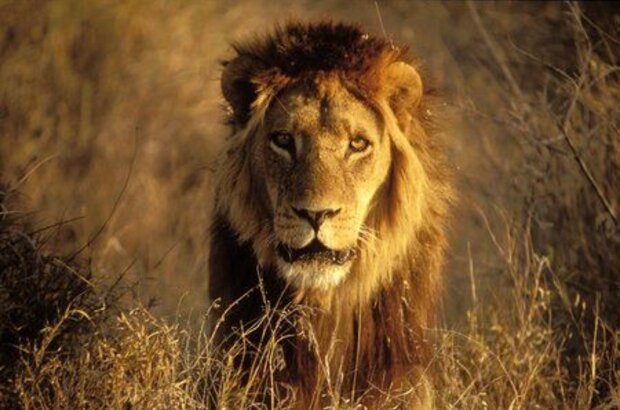 Roar: Lions of the Kalahari (2003) - photo 1