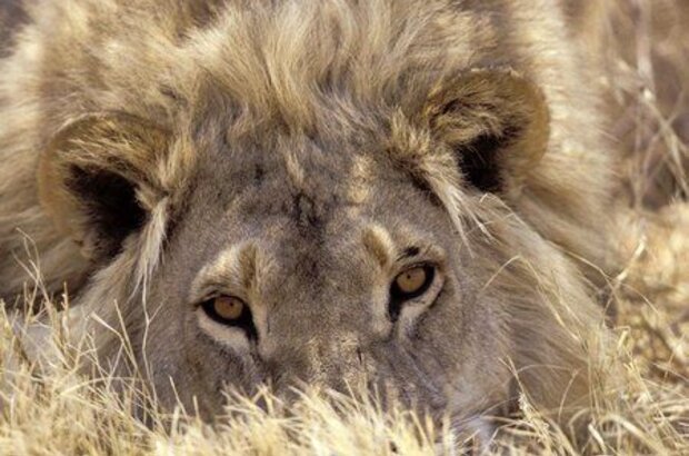 Roar: Lions of the Kalahari (2003) - photo 3