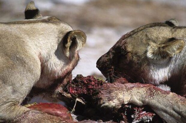 Roar: Lions of the Kalahari (2003) - photo 5