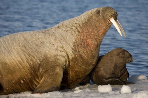 Arctic Tale (2007) - photo 8