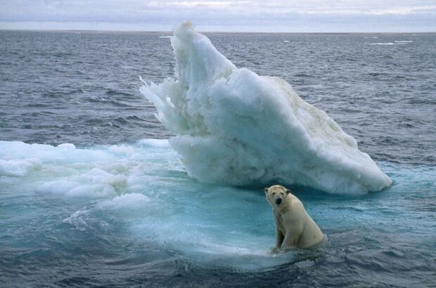 Arctic Tale (2007) - photo 5