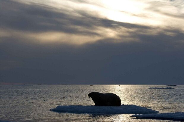 Arctic Tale (2007) - photo 2