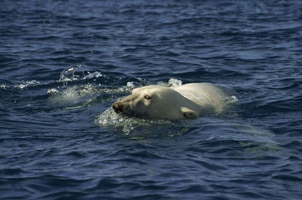 Arctic Tale (2007) - photo 4