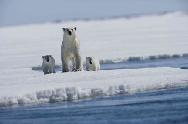 Arctic Tale (2007) - photo 3