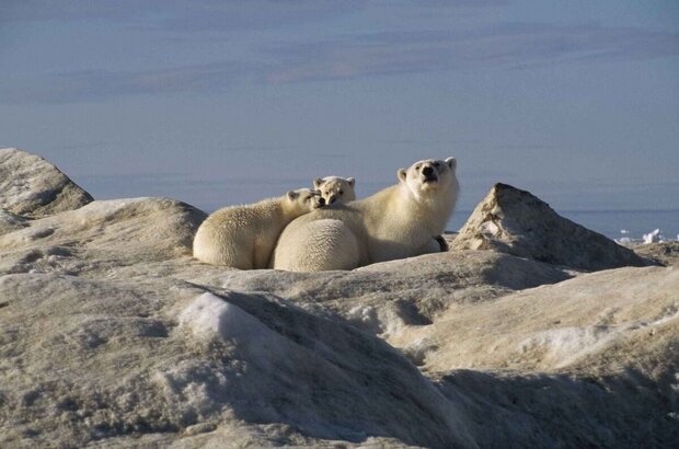 Arctic Tale (2007) - photo 6