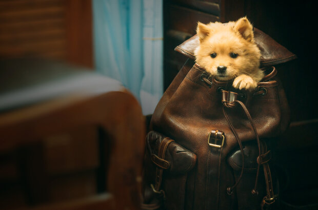 Hachiko (2023) - photo 1