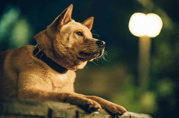 Hachiko (2023) - photo 5