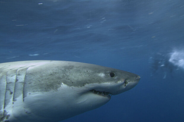 The Reef (2010) - photo 2