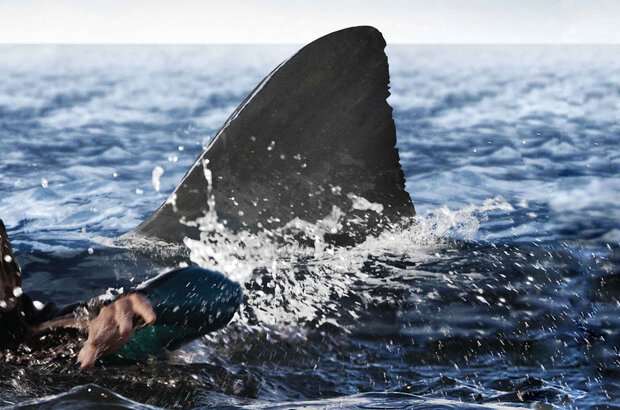 The Reef (2010) - photo 3