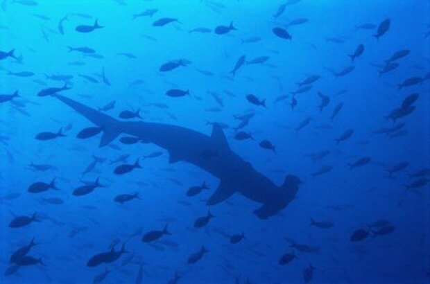 Sharks 3D (2004) - photo 5