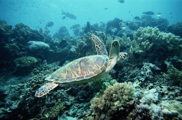 Sharks 3D (2004) - photo 3