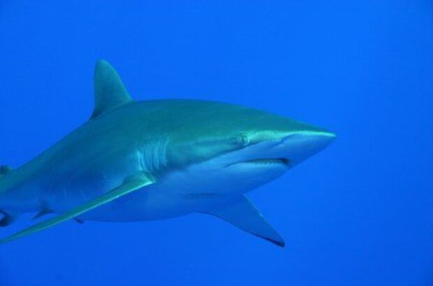 Sharks 3D (2004) - photo 6