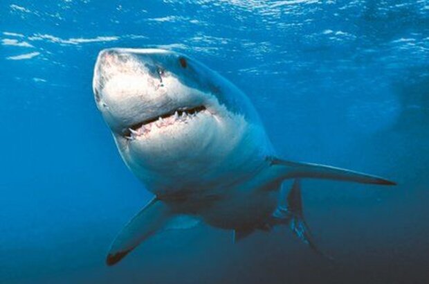 Sharks 3D (2004) - photo 1