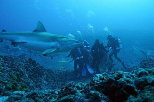 Sharks 3D (2004) - photo 2