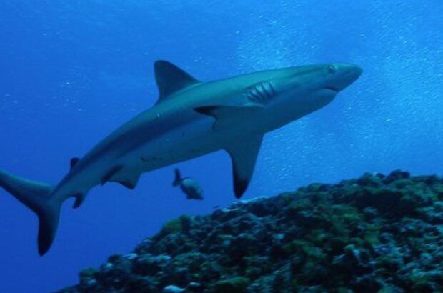 Sharks 3D (2004) - photo 4