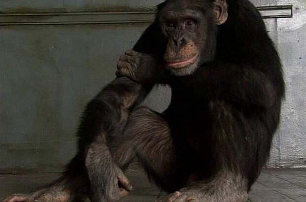 The Ape (2005) - photo 1