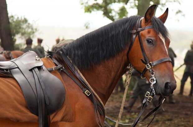 War Horse (2011) - photo 11