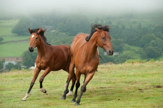 War Horse (2011) - photo 9