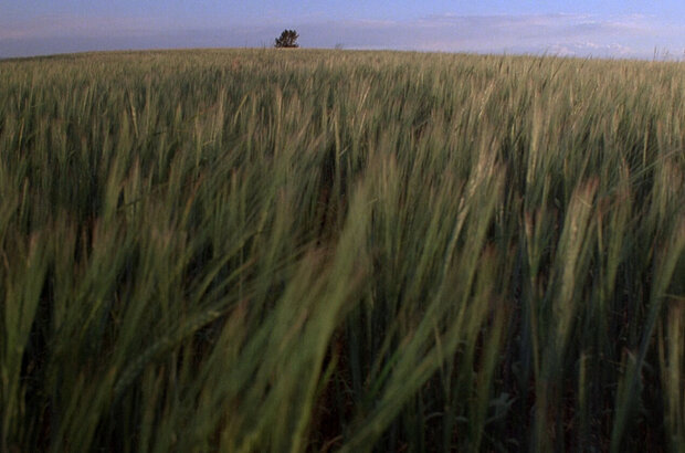 Days of Heaven (1978) - photo 6
