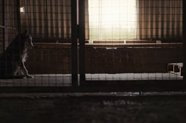 DOKer Shorts #2 (2022) - фото 4