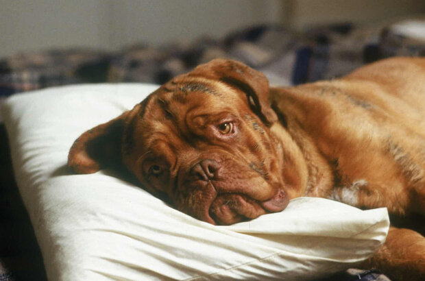 Turner & Hooch (1989) - photo 3