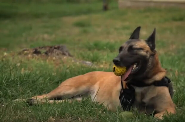 War Dog: A Soldier's Best Friend (2017) - photo 1