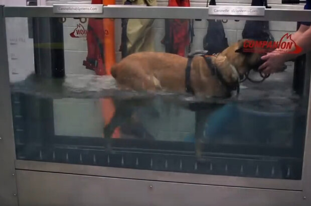 War Dog: A Soldier's Best Friend (2017) - photo 4