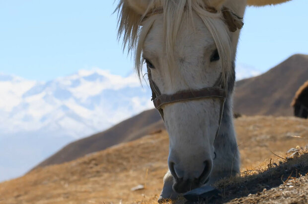 Mustang, the horses kingdom (2016) - photo 4