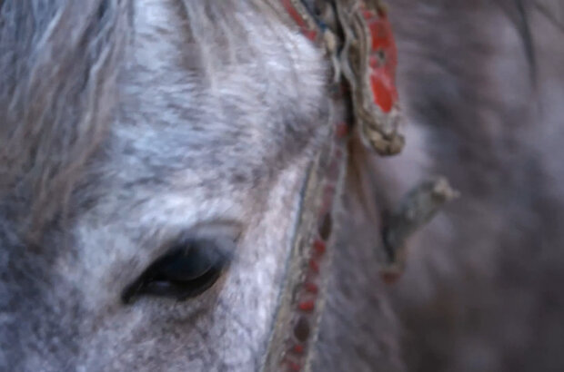 Mustang, the horses kingdom (2016) - photo 1