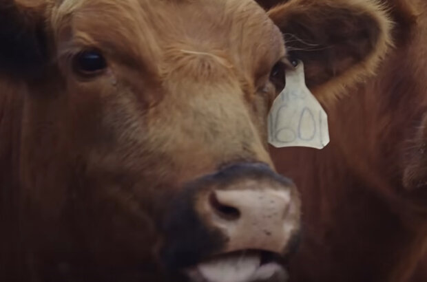 Poisoned: The Dirty Truth About Your Food (2023) - photo 5