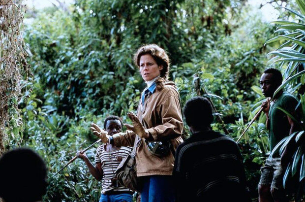 Гориллы в тумане (1988) - фото 13