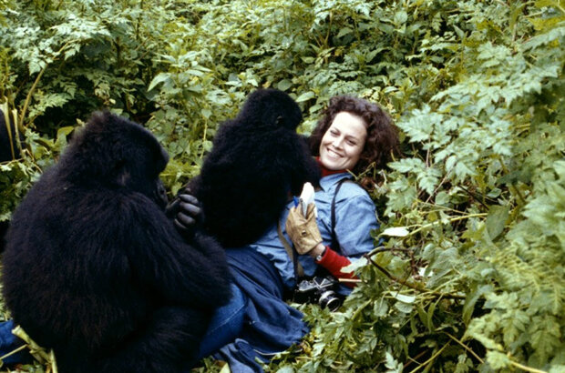 Гориллы в тумане (1988) - фото 19