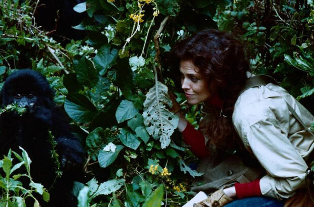 Гориллы в тумане (1988) - фото 10