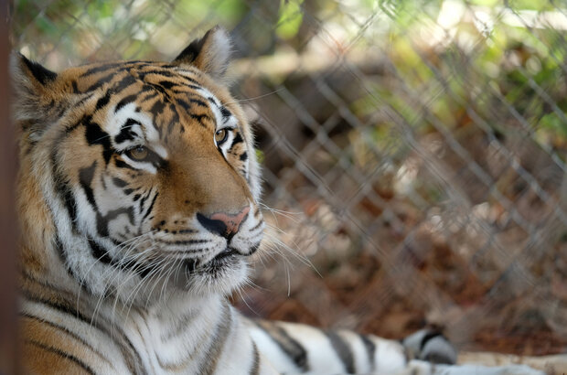 The Tiger Rising (2021) - photo 13