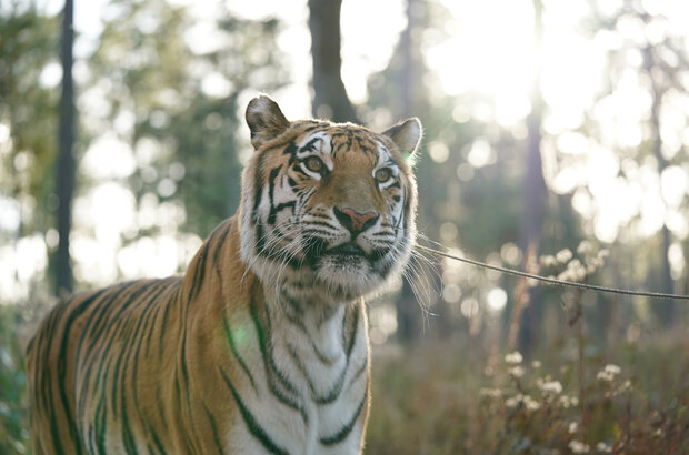 The Tiger Rising (2021) - photo 1