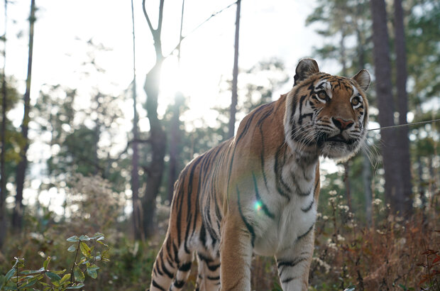The Tiger Rising (2021) - photo 23