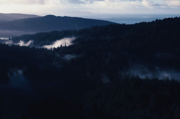 Bark (2023) - photo 3