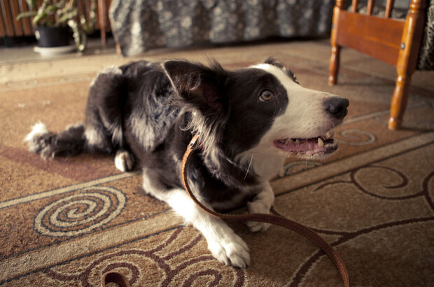 Paws, Bones & Rock'n'roll (2014) - photo 4