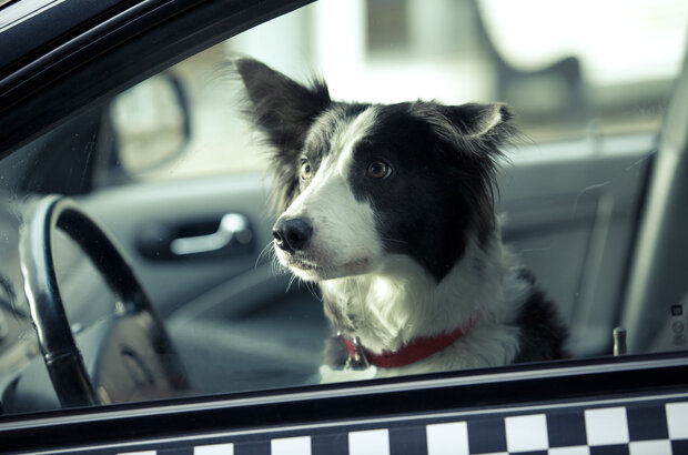 Paws, Bones & Rock'n'roll (2014) - photo 6