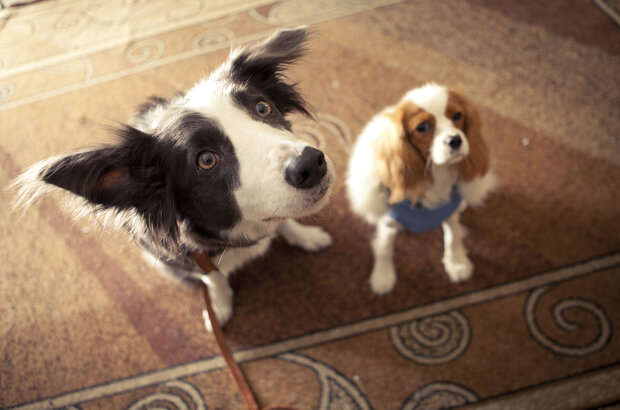 Paws, Bones & Rock'n'roll (2014) - photo 1