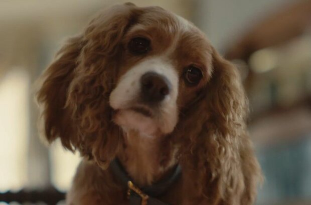Lady and the Tramp (2019) - photo 2