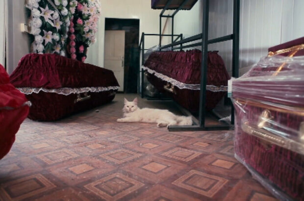 The Orlovs (2014) - photo 3