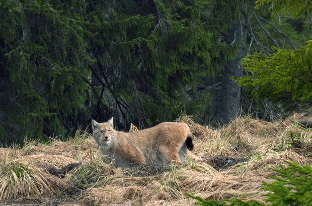 Неведомая Германия (2021) - photo 7