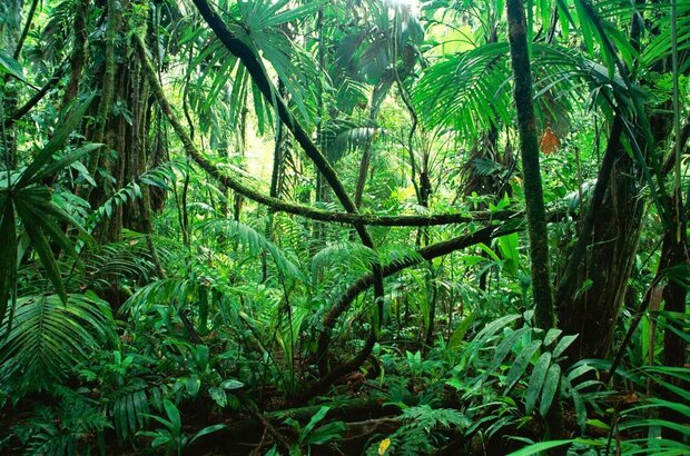 The Jungle (2013) - photo 3