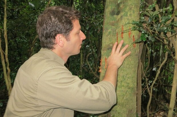 The Jungle (2013) - photo 2