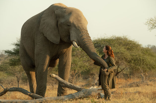 Christmas in the Wild (2019) - photo 3