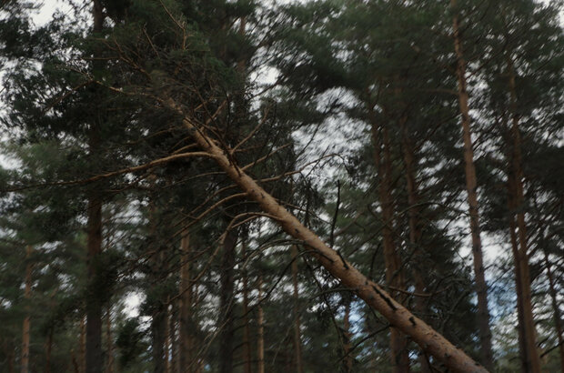 Линцесса. Тайны леса (2023) - фото 25