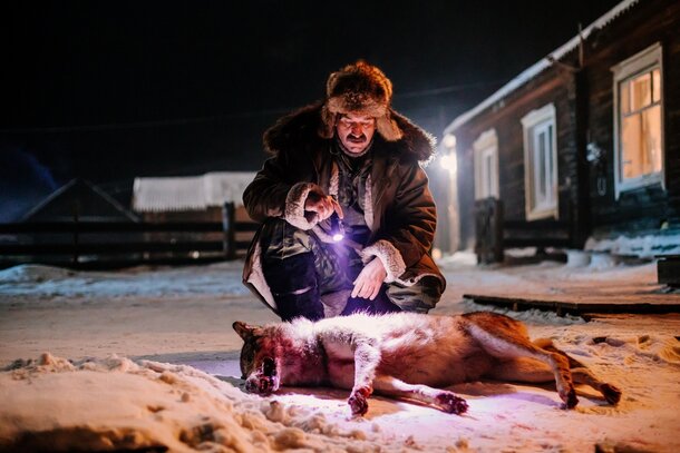 Алексей Серебряков сталкивается с неистовыми волками в трейлере триллера «Бешенство»