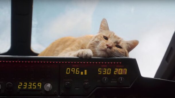 Режиссёр картины «Капитан Марвел» рассказала, почему кошку Гусю сыграл кот
