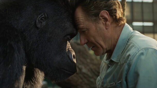 Брайан Крэнстон дружит с гориллой в трейлере фильма «Айван, единственный и неповторимый» 